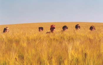 wheat-hide
