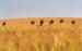 wheat-hide